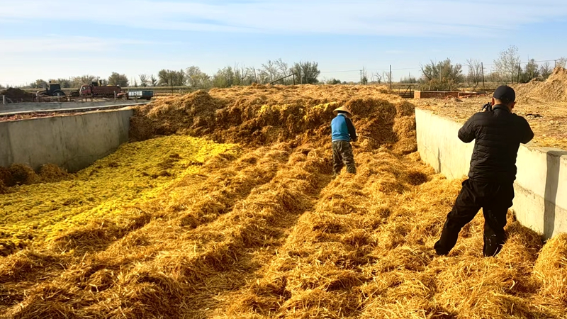 微貯技術(shù)“點渣成金” 籽瓜皮渣變身生物飼料新寵