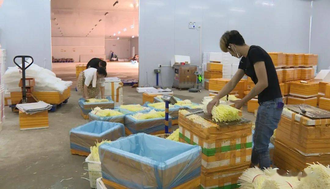 蹲點(diǎn)采訪①|(zhì)韭菜出口基地的"翻身夢(mèng)"|韭黃|蔬菜|農(nóng)產(chǎn)品.