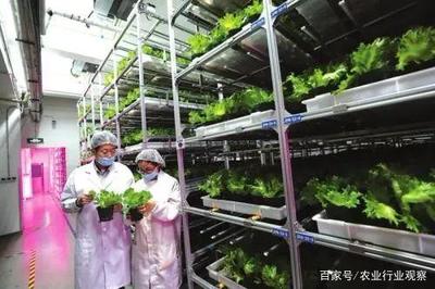 植物工廠:90%不盈利,然而產(chǎn)品符合消費(fèi)趨勢(shì),未來價(jià)值可期