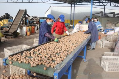 疏附縣農村信用合作聯社發放2.1億元貸款，全力服務“三秋”生產助力蔬菜產業發展